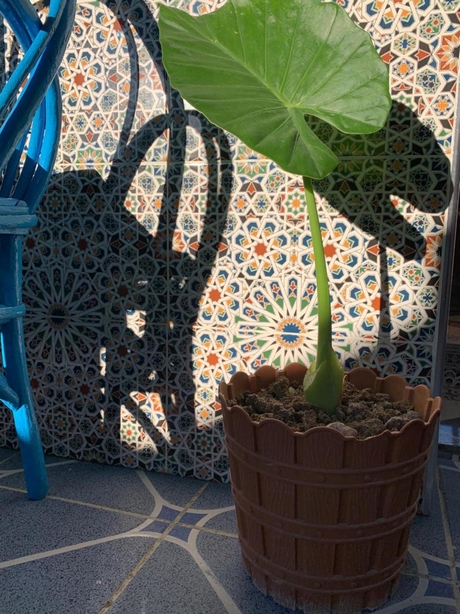Beach House Asilah Eksteriør billede